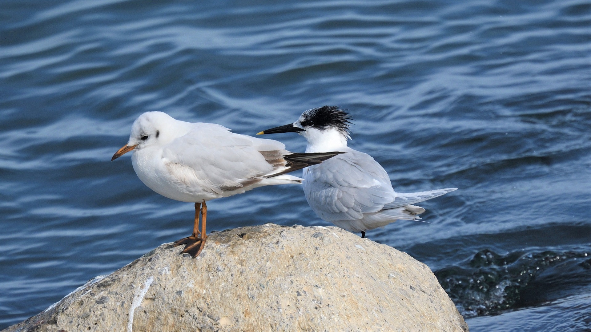 Sandwich Tern
